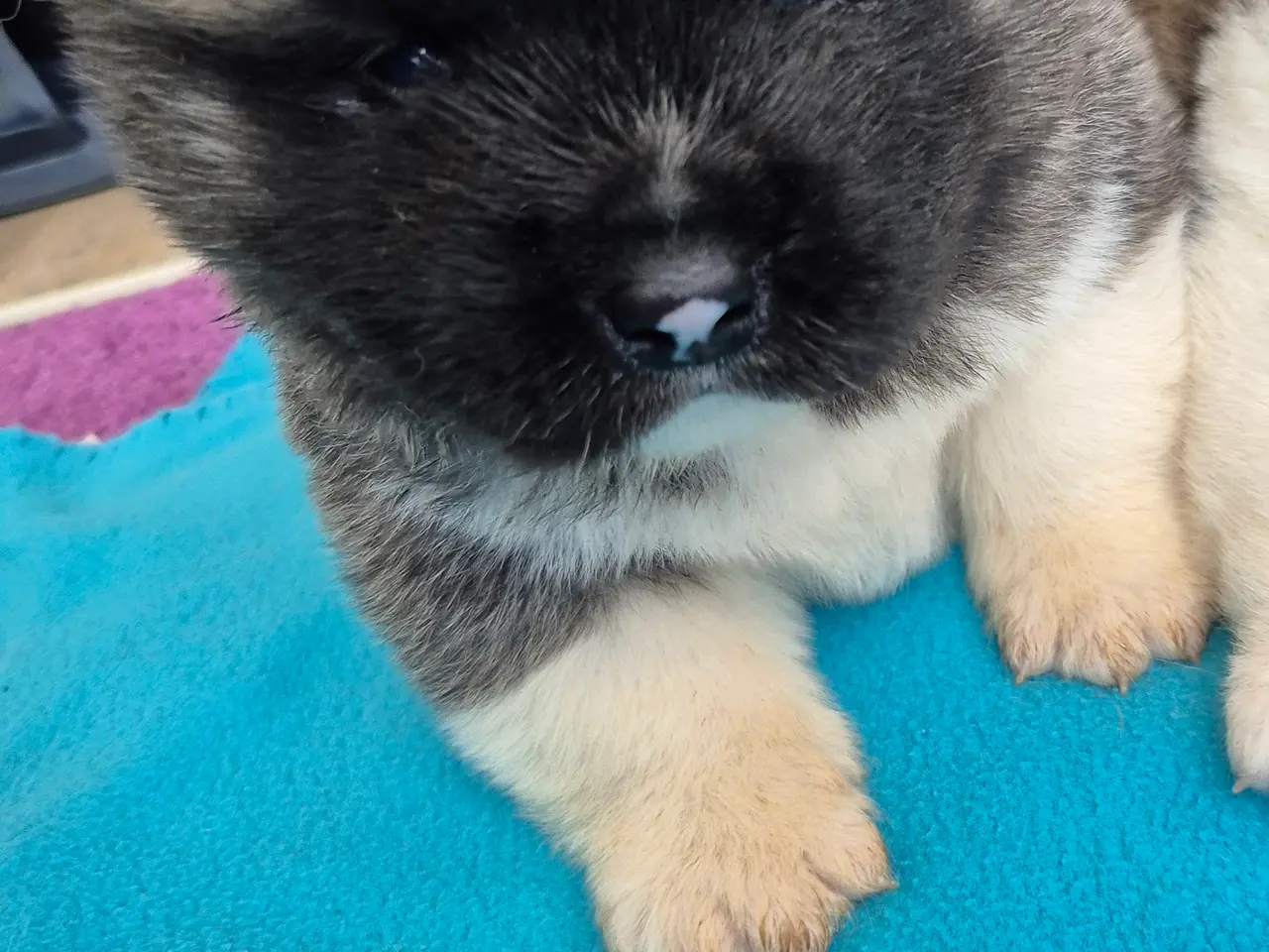 Billede 8 - Hundehvalpe American Akita 💙💙💙🩷