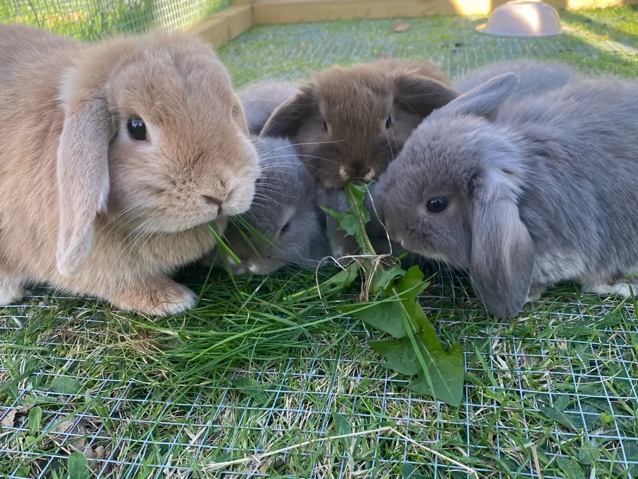 Billede 2 - Mini lop kaninunge