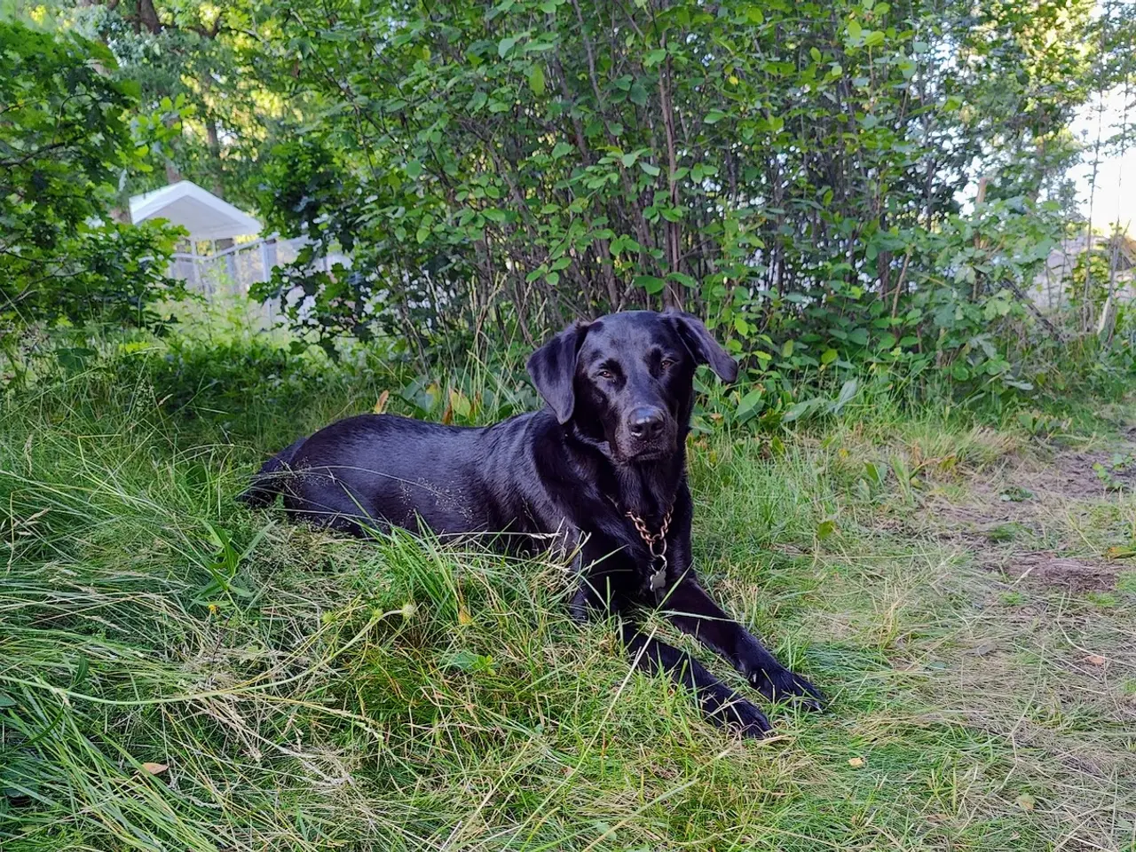 Billede 5 - F1 Labrador udbydes til parring