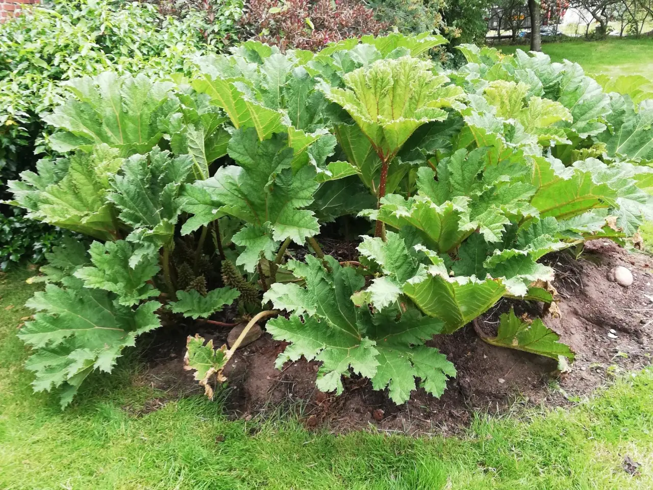 Billede 3 - Mammut blad /Gunnera plante