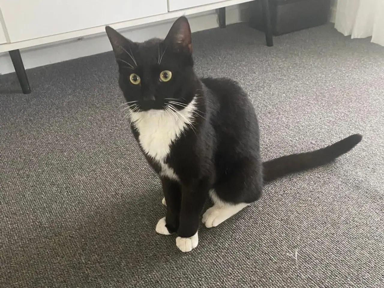 Billede 1 - kat søger nyt hjem 🐱  Sød og kærlig sort/hvid kat