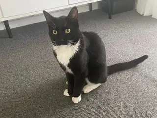 kat søger nyt hjem 🐱  Sød og kærlig sort/hvid kat
