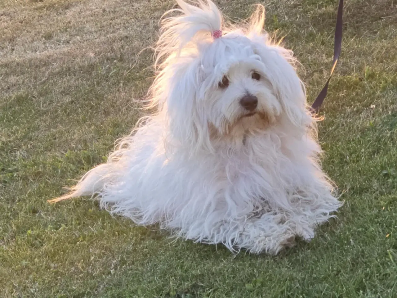 Billede 1 - Bichon-hvalpe søger nye hjem .