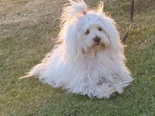 Bichon-hvalpe søger nye hjem .