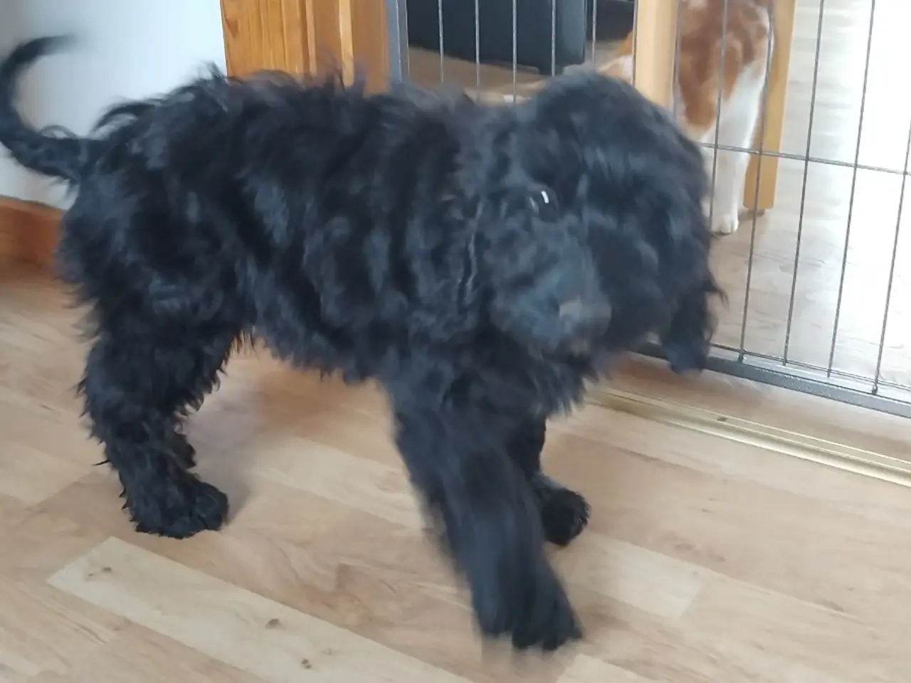 Billede 4 - Sødeste Cockapoo