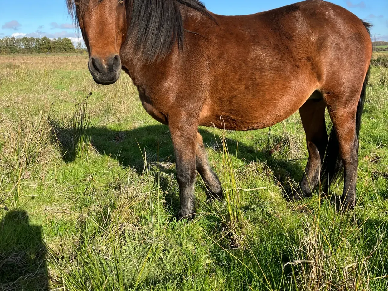 Billede 2 - Stor ponyhoppe, 5 år