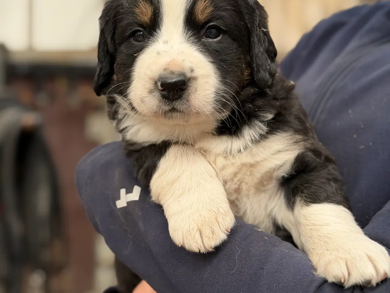 Billede 3 - Bamse hundehvalpe