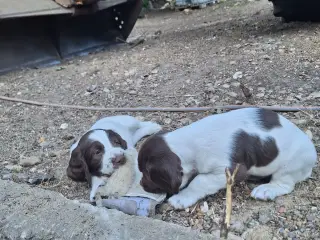 Springer Spaniel hvalpe sælges - 5