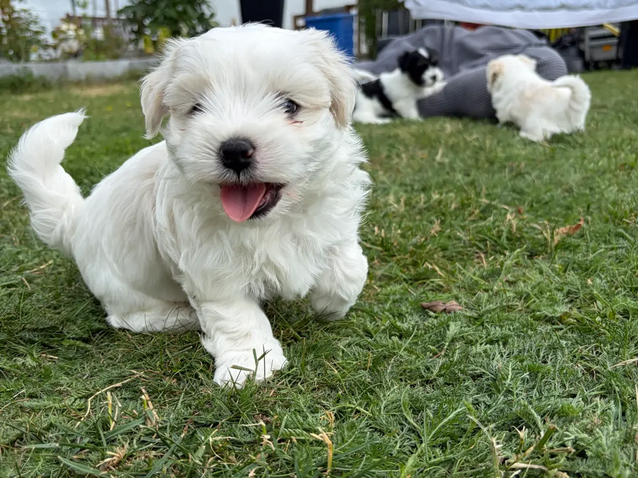 Billede 2 - 5 Søde hundehvalpe