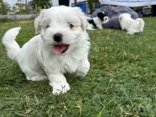 5 Søde hundehvalpe  - 2