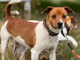 2 dansk svensk gårdhund til avl