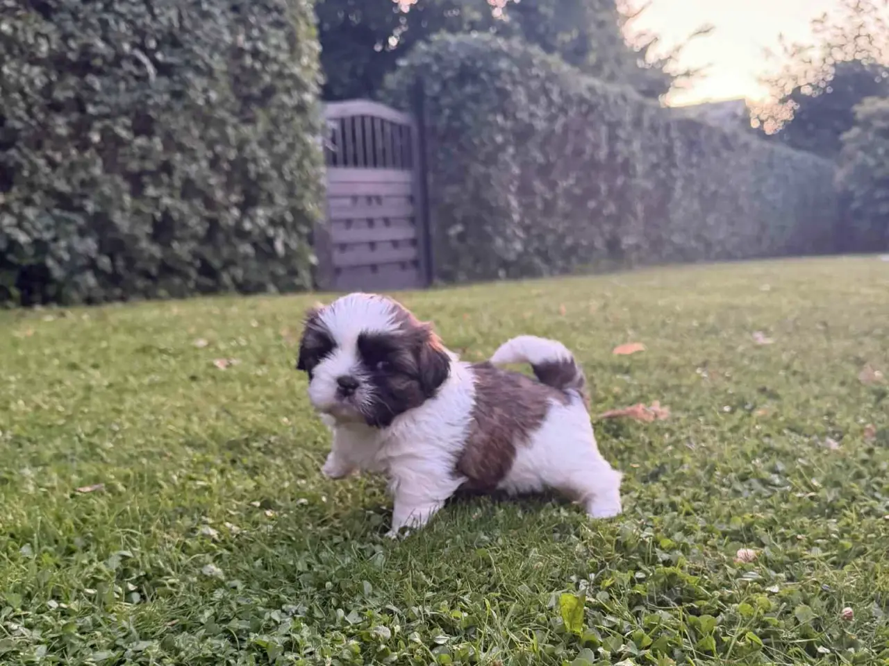 Billede 4 - Shih Tzu og Lhasa Apso - 2 tæver