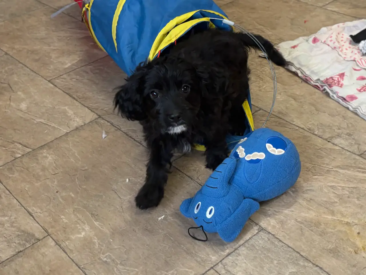 Billede 13 - Små virkelig fine mini Cavapoo babyer
