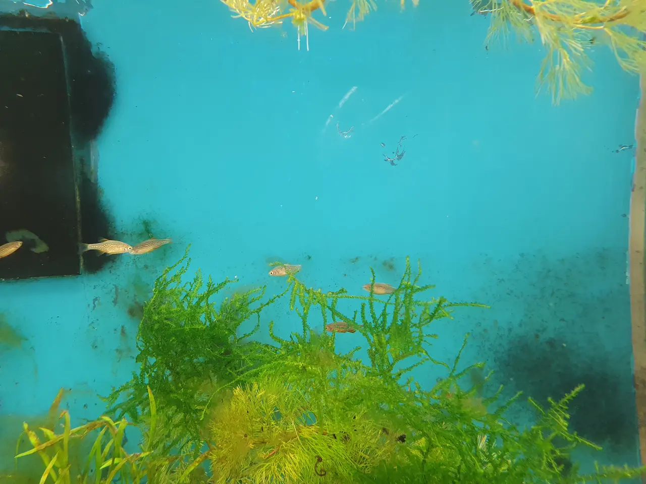 Billede 2 - 🌌🐟 GALAXY RASBORA TIL SALG 🐟🌌