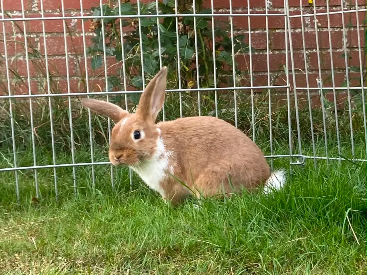Billede 9 - Smuk lille pige kanin🥕