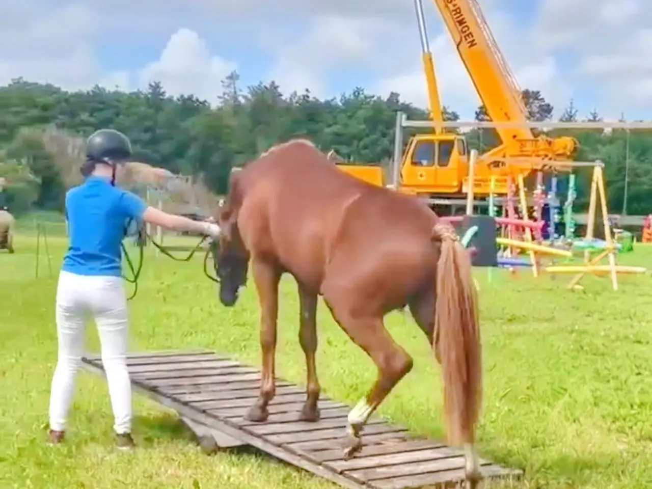 Billede 14 - Dansk Sports pony ( kat 1)