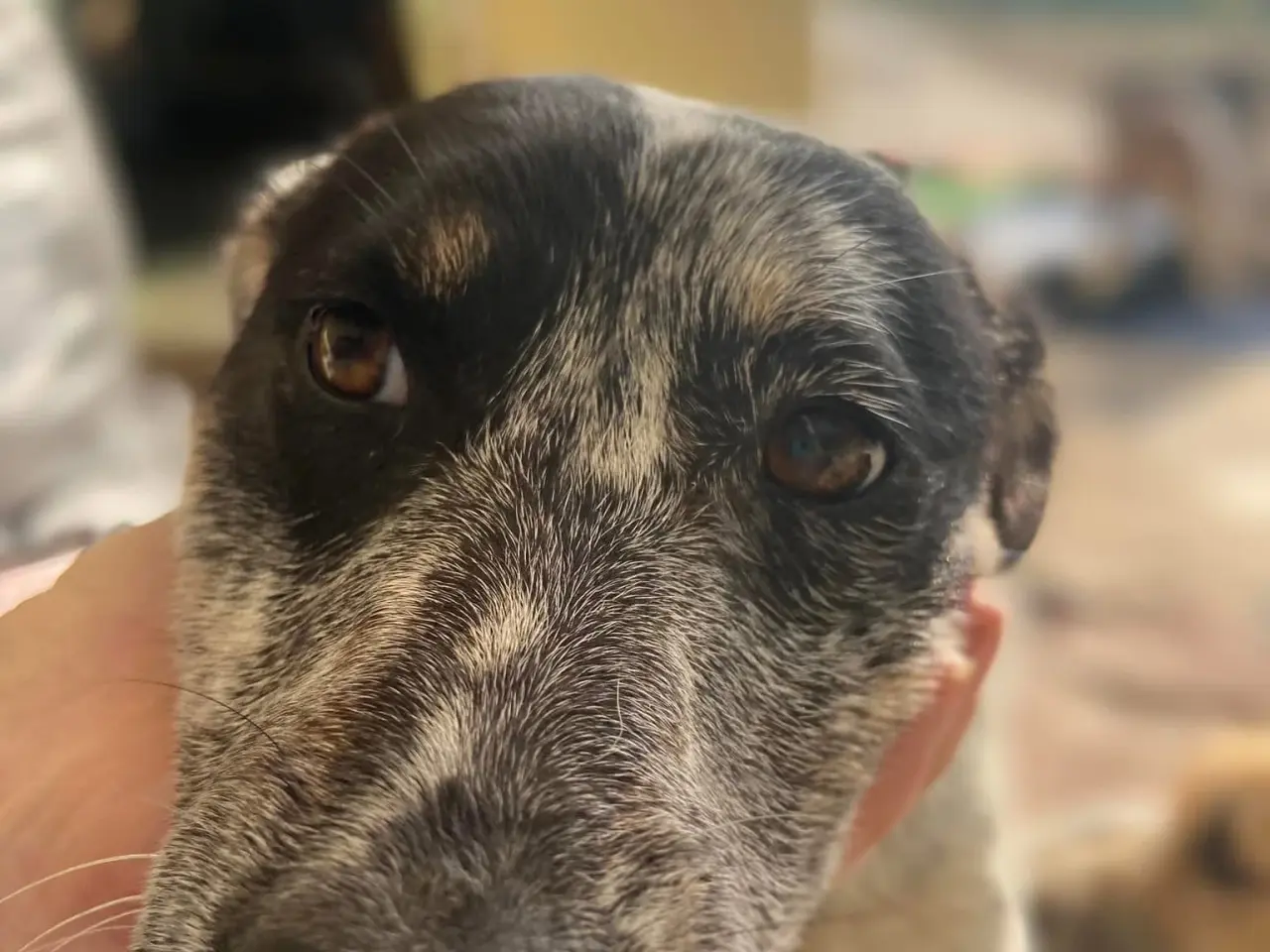 Billede 6 - Bella til adoption! 🩷