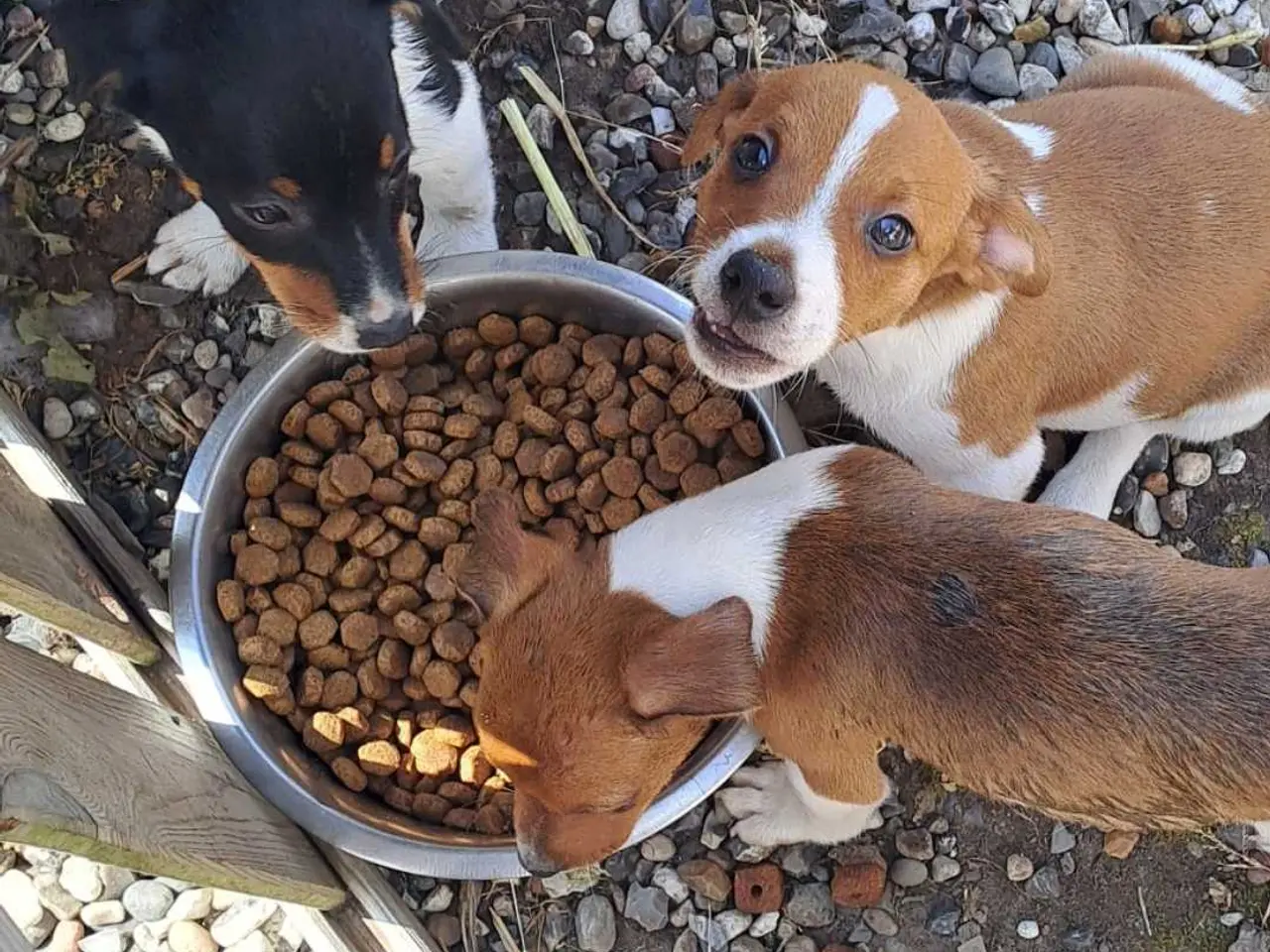 Billede 3 - Dansk svensk gårdhund hvalper