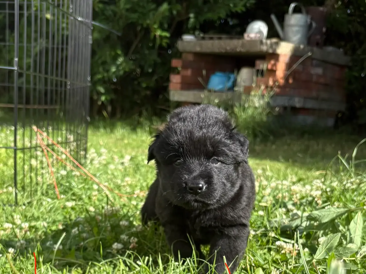 Billede 5 - Blandings hvalpe eurasier/golden