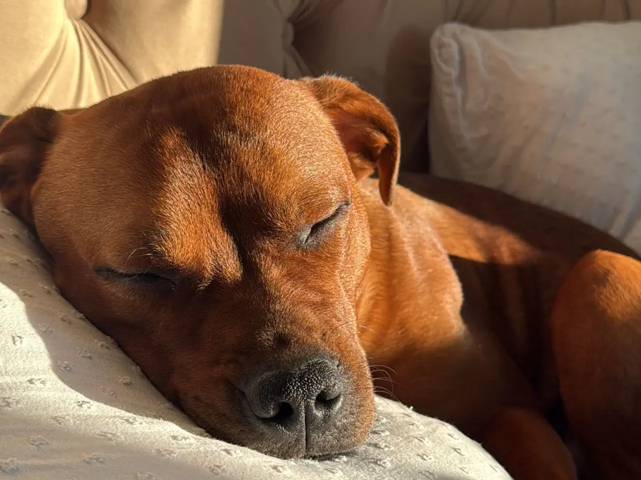 Billede 3 - Parring hanhund