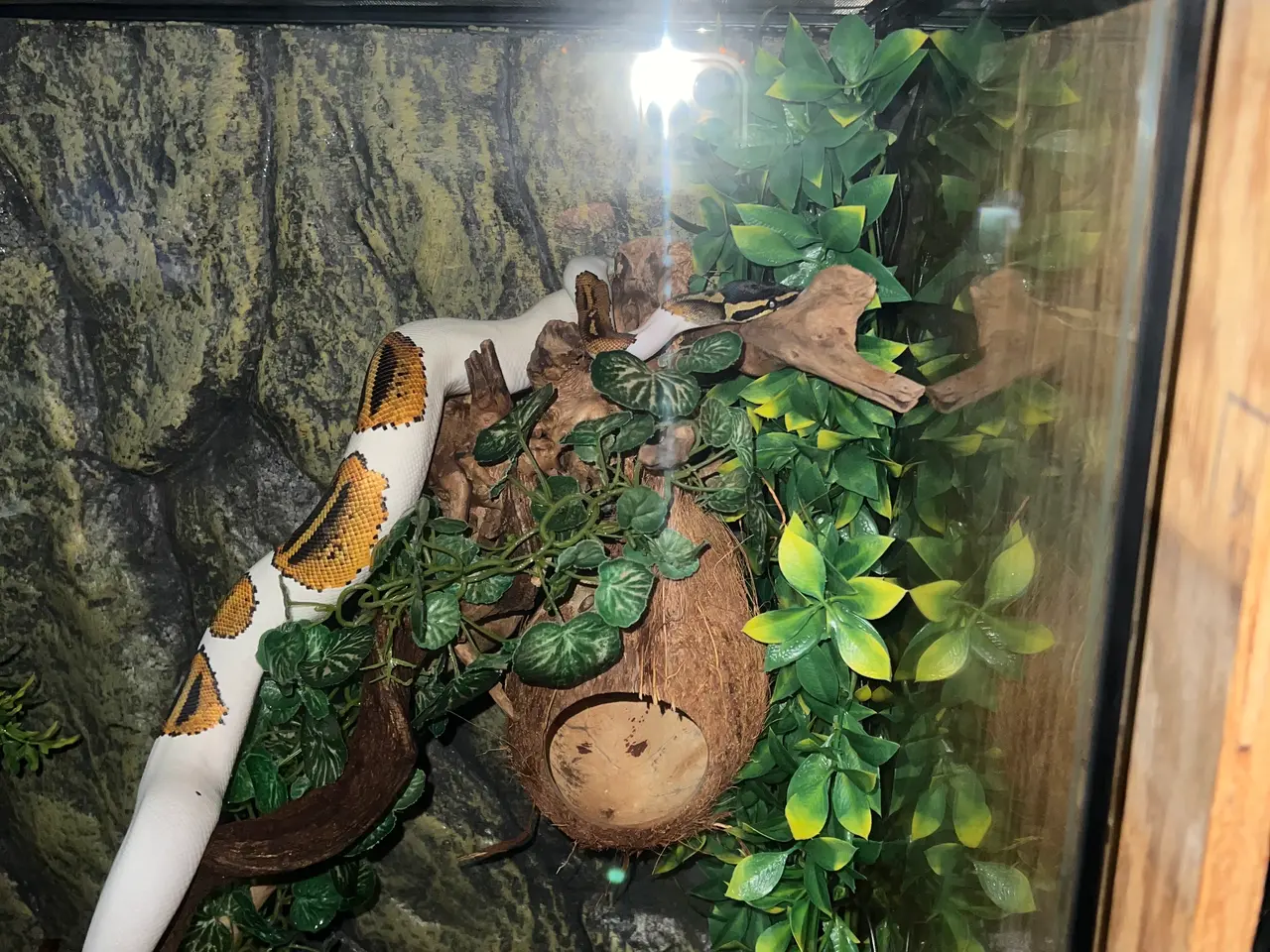 Billede 5 - Yellow belly pied kongepython han sælges