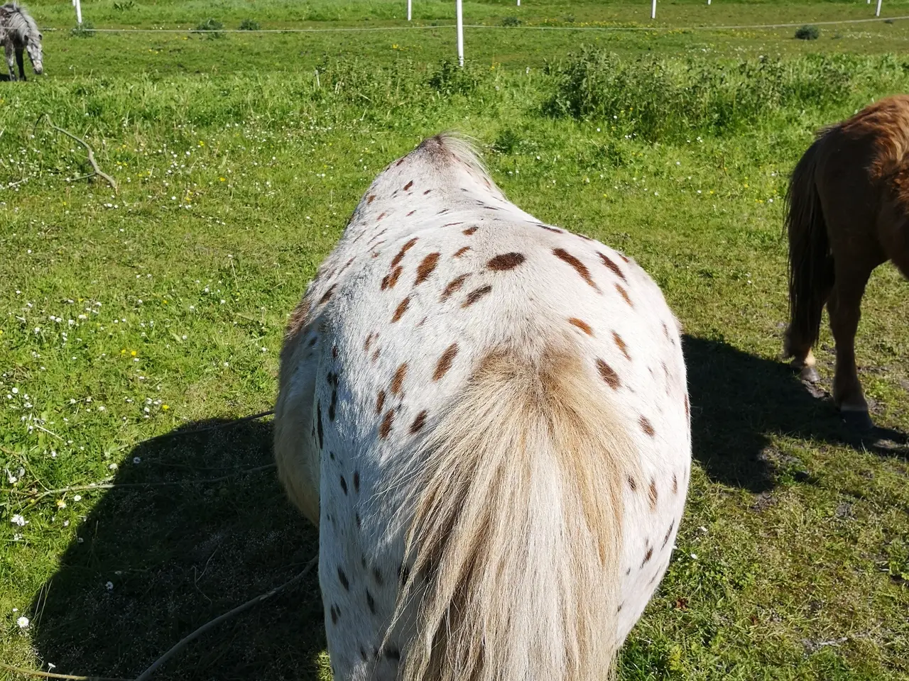 Billede 2 - Knabstrupper pony hoppe 