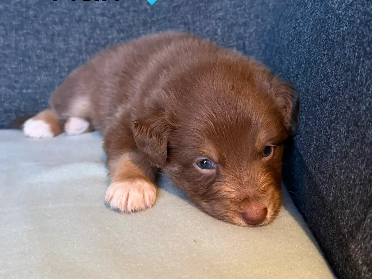 Billede 2 - Australian Shepherd