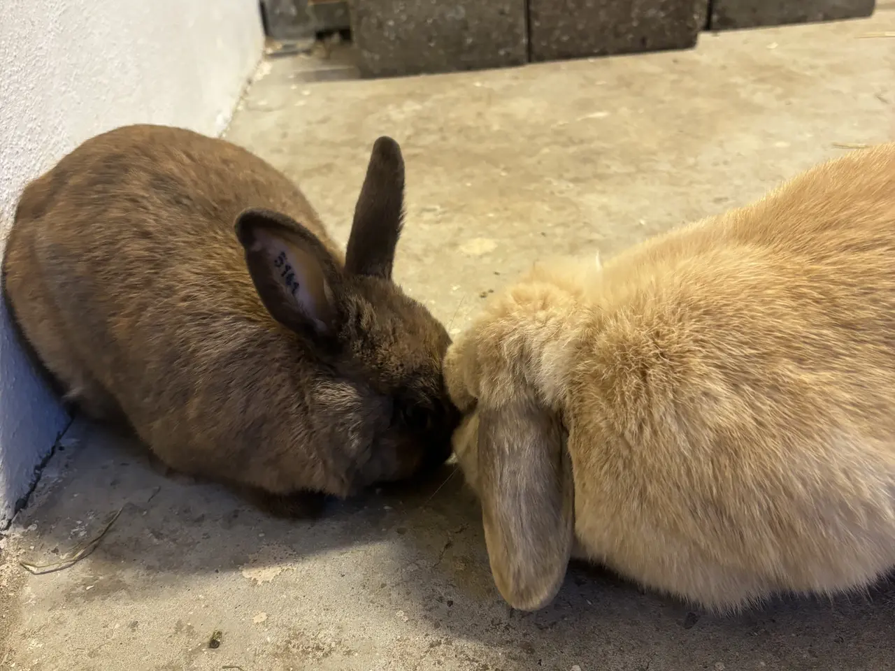 Billede 3 - To søde kaniner søger nyt og kærligt hjem 🐰