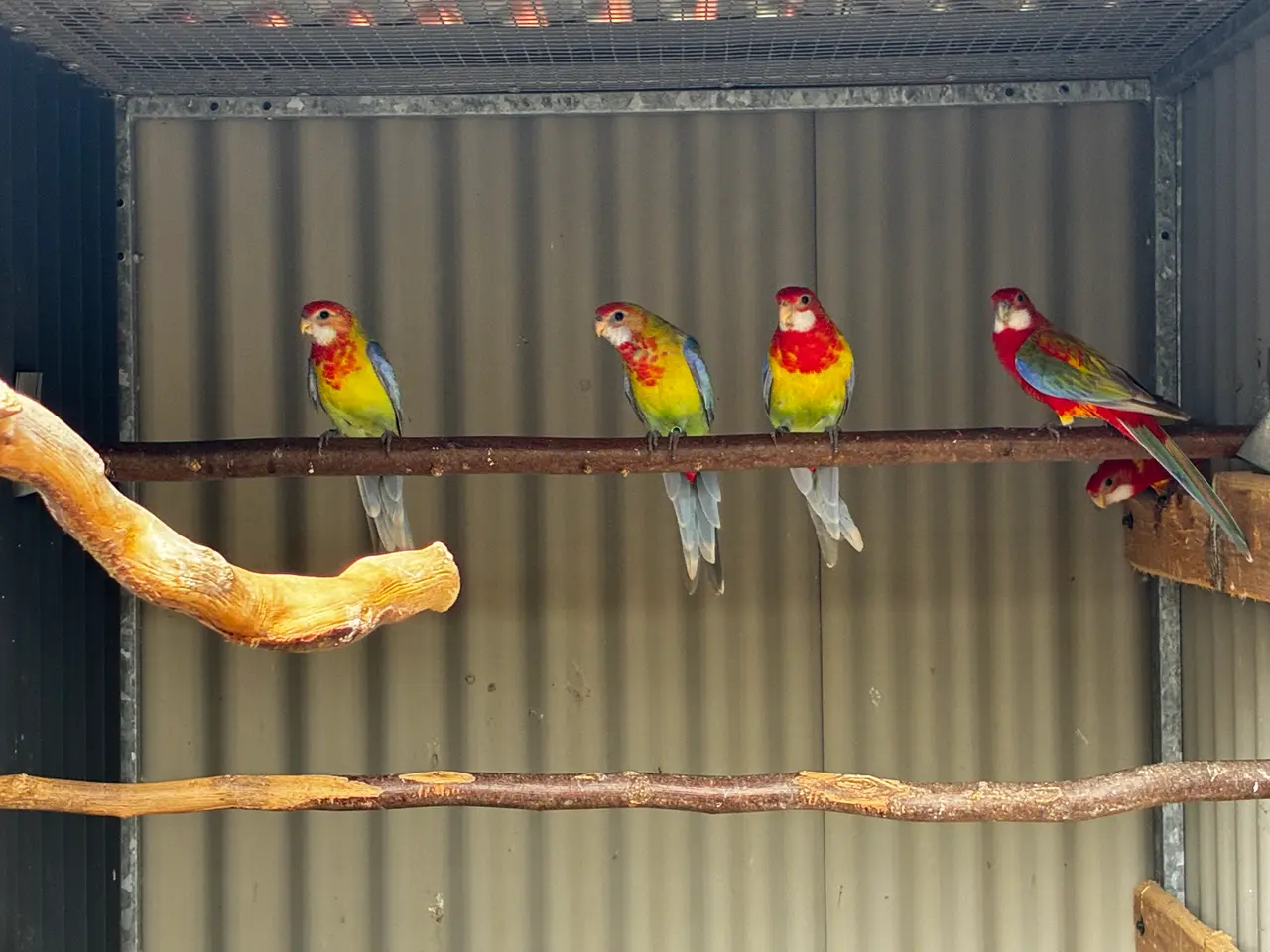 Billede 2 - Pastel/Opaline Rosella 
