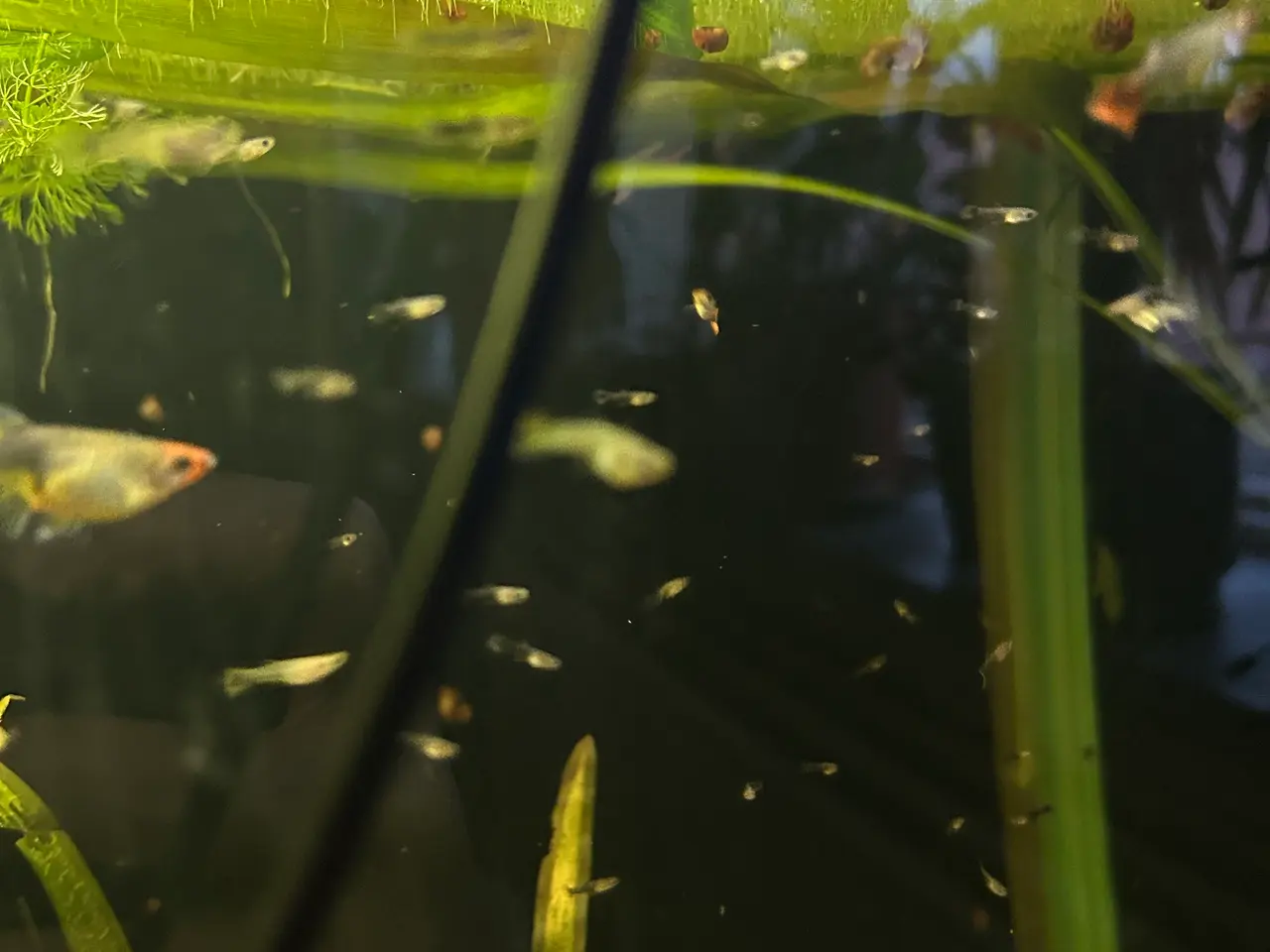 Billede 6 - ❤️🐟 Rednose Dumbo Guppy – Smuk Kontrast (unger)