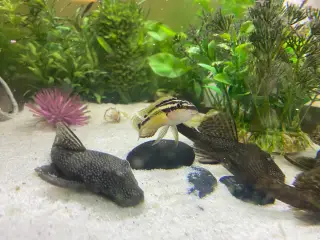 3 julidochromis-ornatus, samlet 60,-
