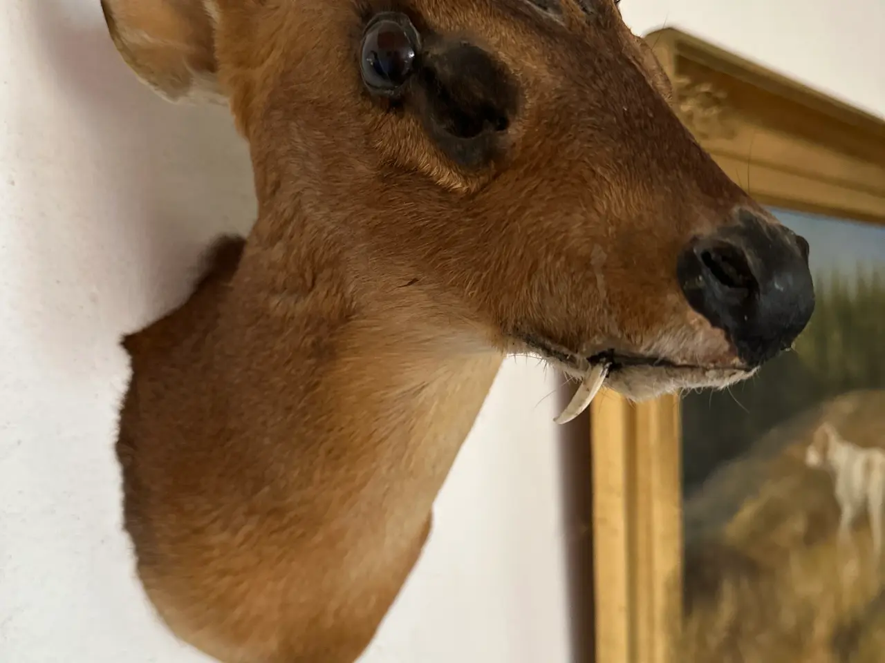 Billede 1 - Muntjac + CWD