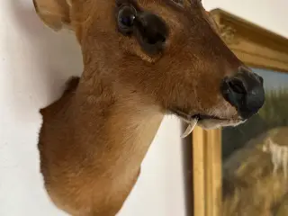 Muntjac + CWD