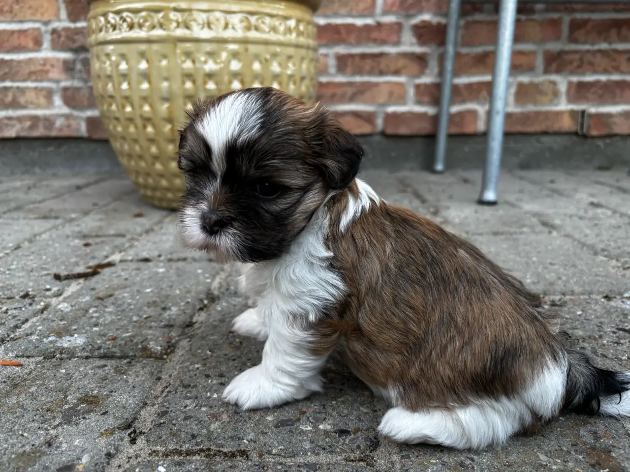 Billede 1 - Shih Tzu og Lhasa Apso - 2 tæver