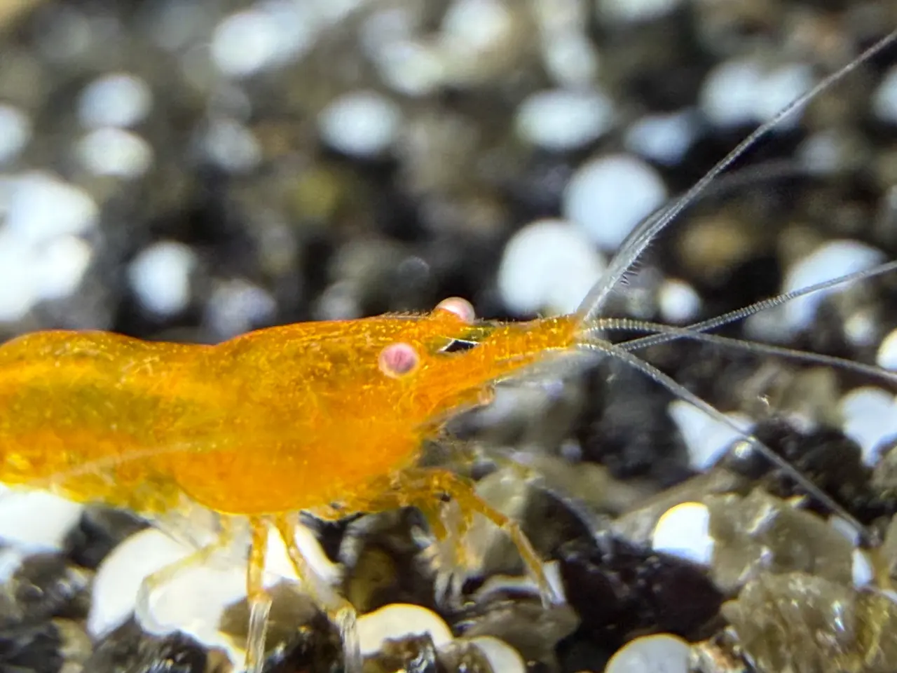 Billede 14 - 🧡 Orange Sakura Shrimp OE / Orange OE Neocaridina