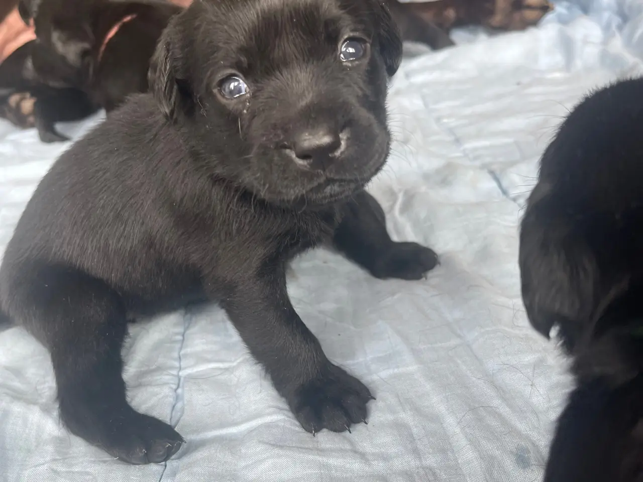 Billede 4 - Labrador hvalpe