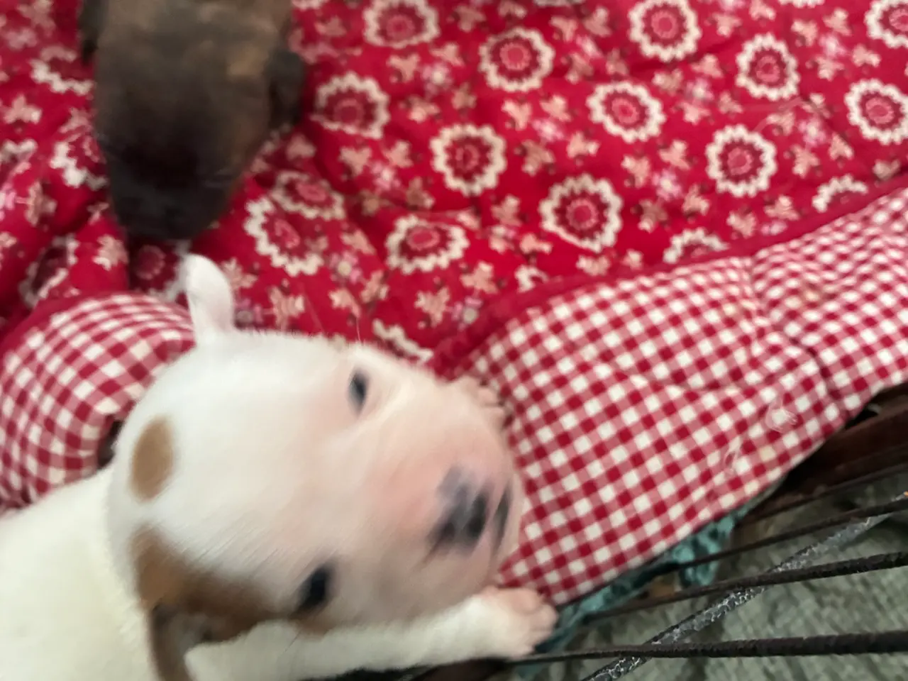 Billede 2 - Engelsk staffoird terrier hvalpe
