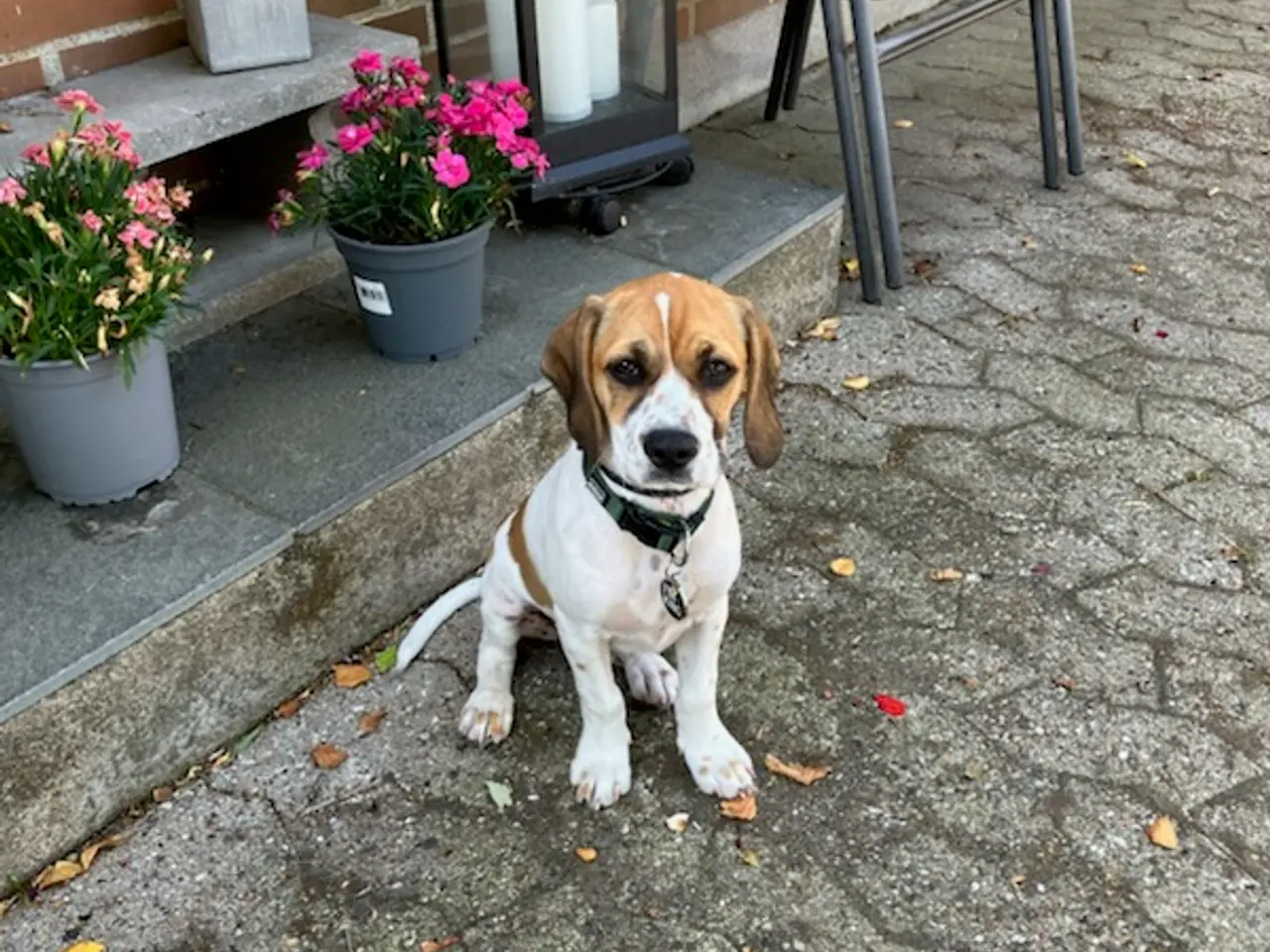 Billede 4 - Dansk svensk gårdhund /amerikansk cockerspaniel