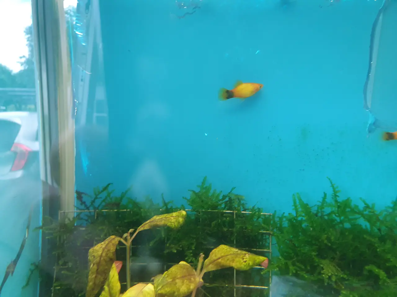 Billede 3 - 💛🐭 GYLDEN MICKEY MOUSE PLATY TIL SALG 🐭💛