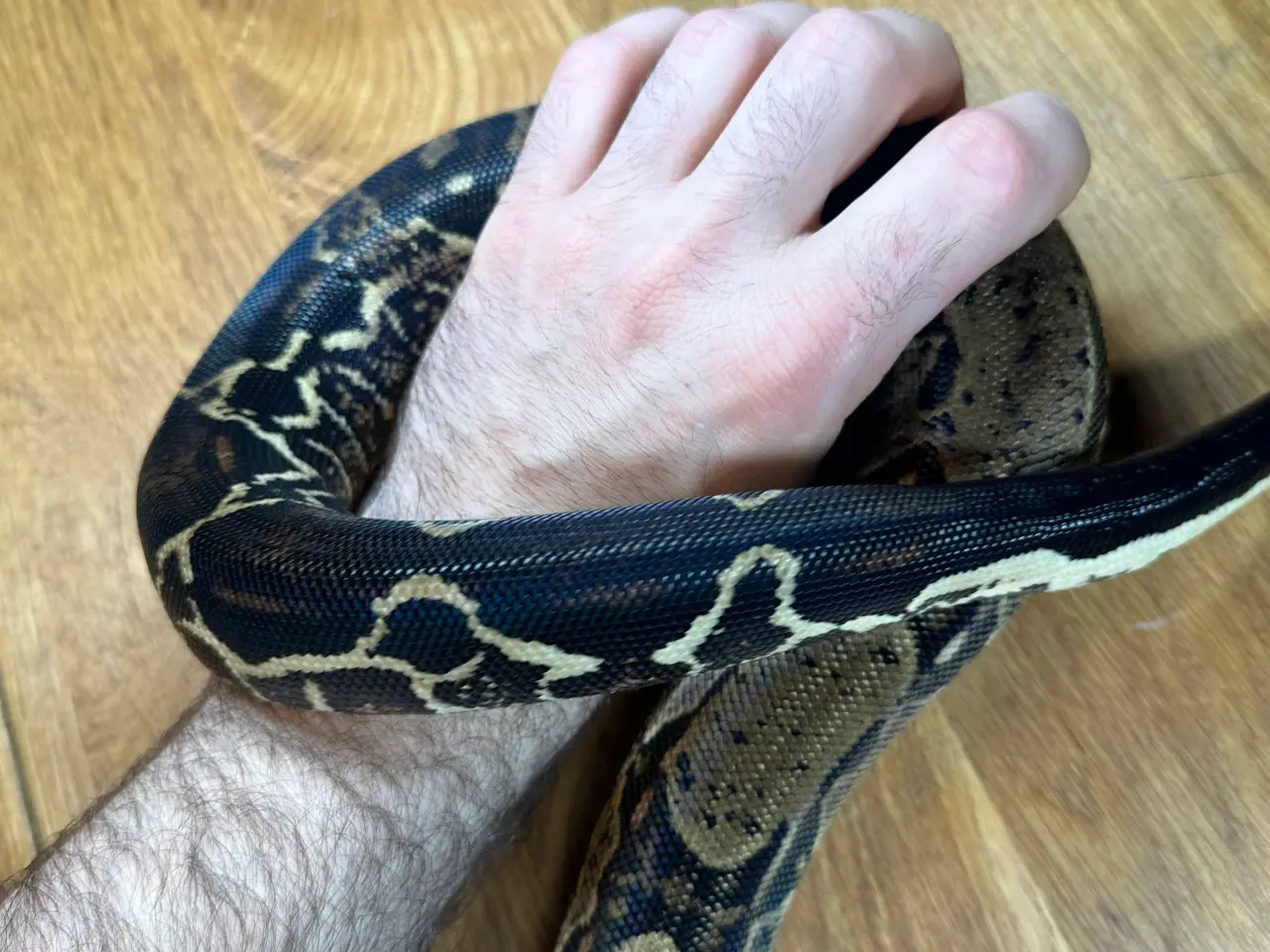 Billede 10 - Boa1.0wildtype100%het leopard100%het Albino kahl