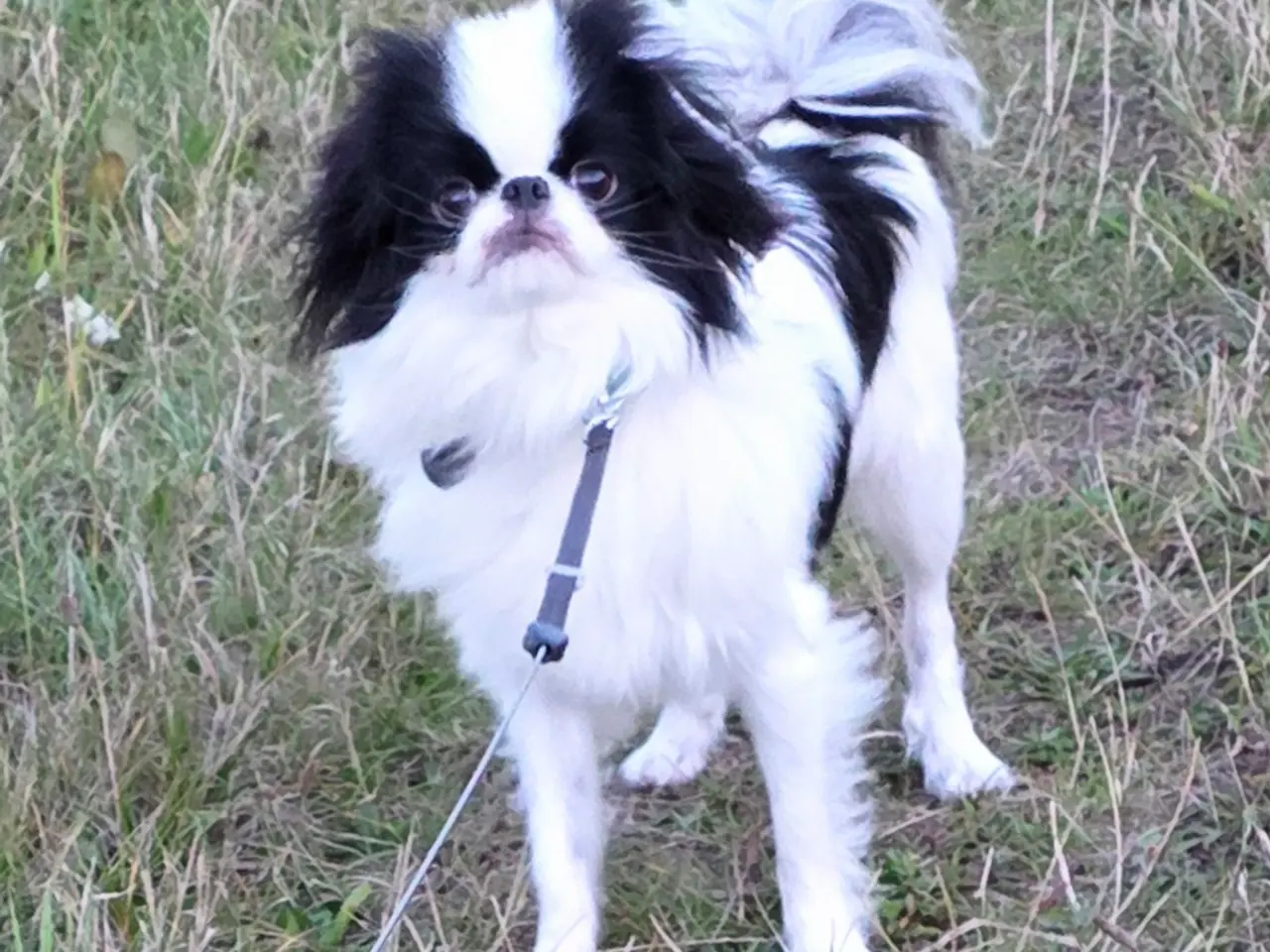 Billede 7 - Hvalpe japanese Chin 