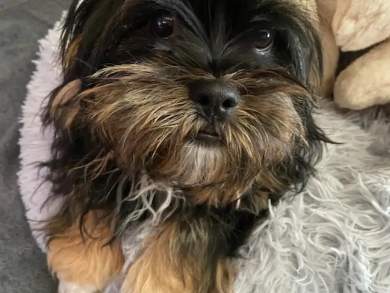 Billede 1 - Shih Tzu/ bichon havanais