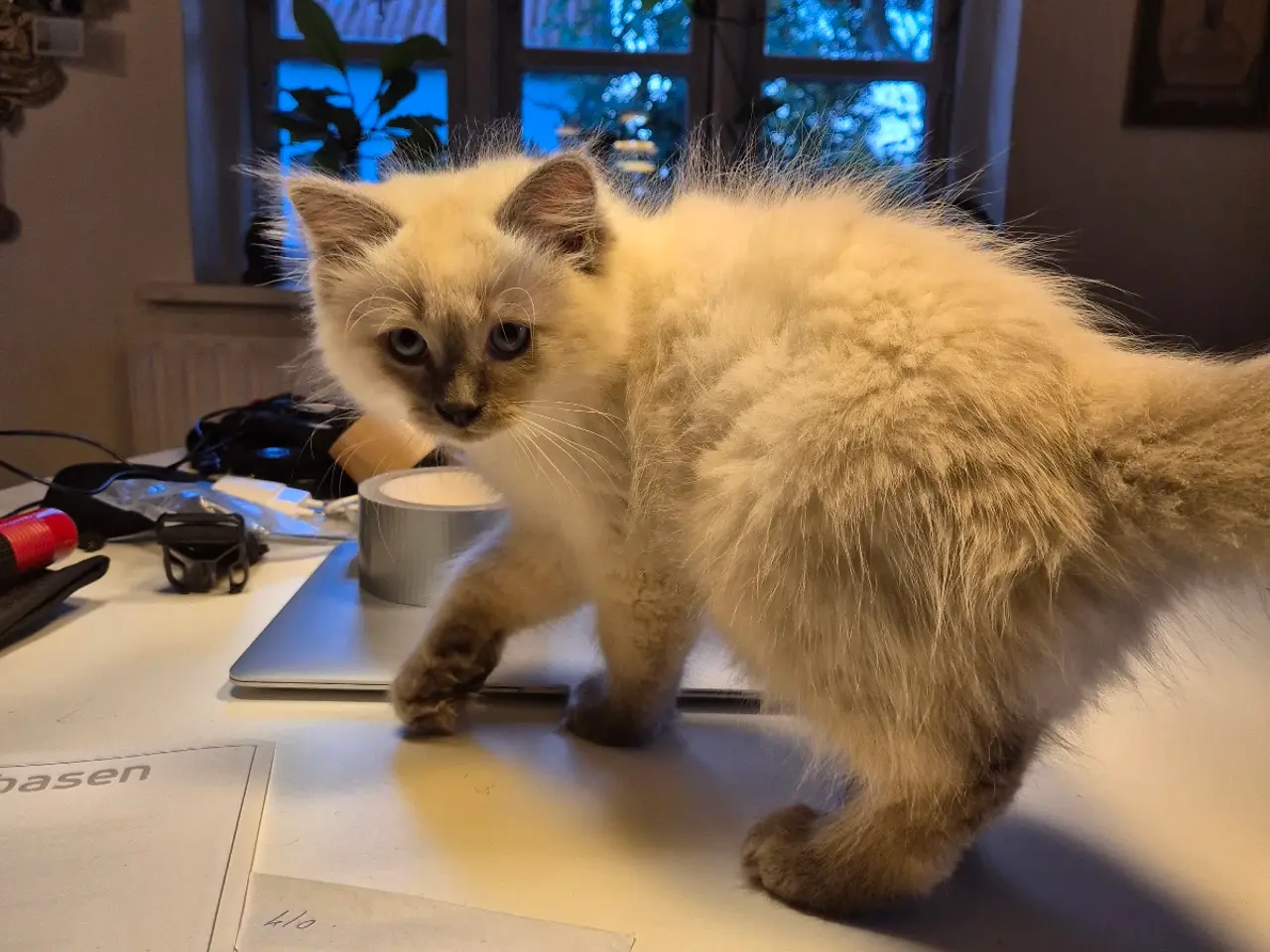 Billede 1 - Ragdoll uden stamtavle