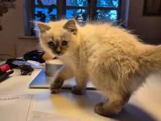 Ragdoll uden stamtavle