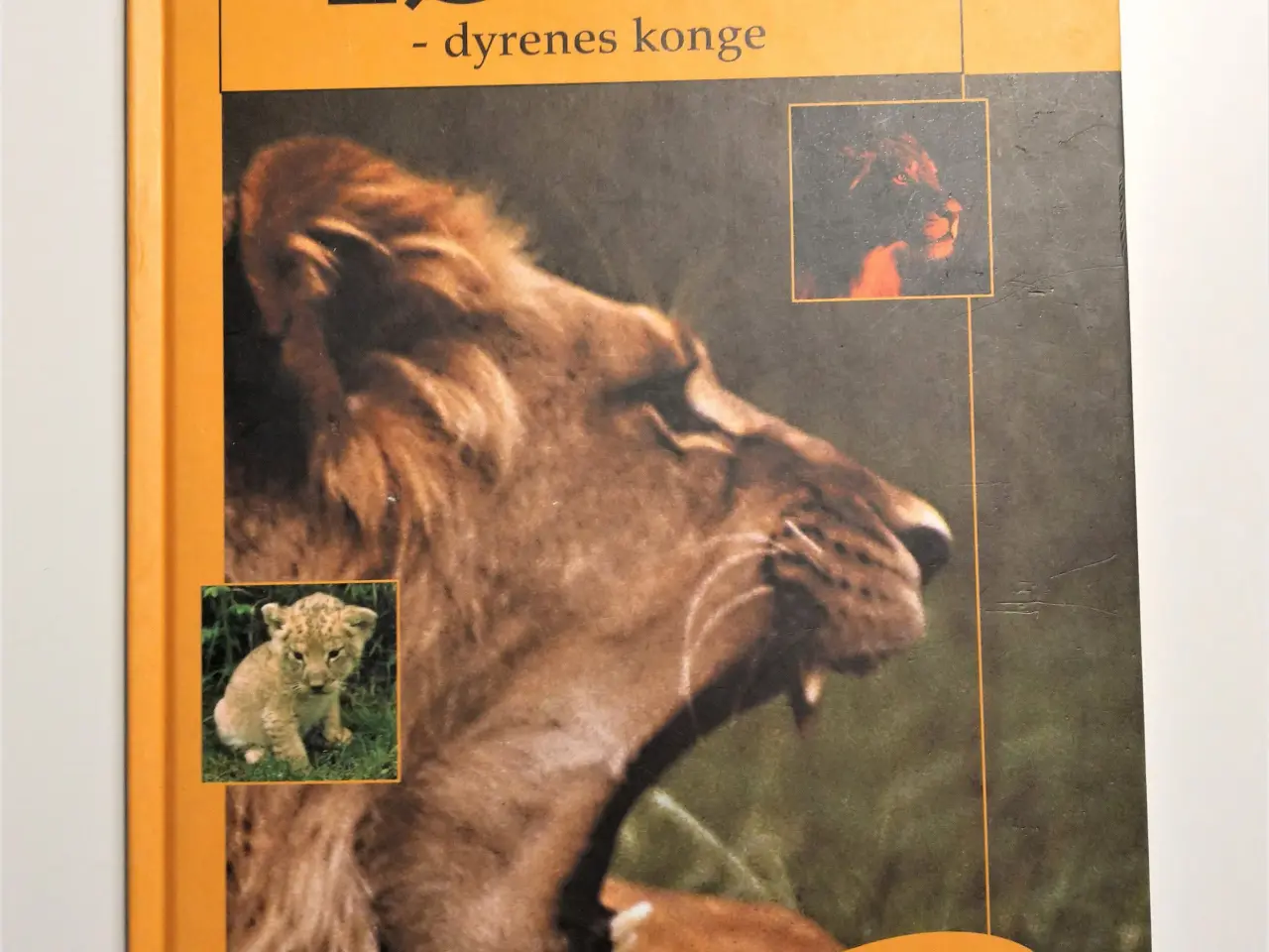 Billede 1 - Løven - dyrenes konge. Af Birthe Kot
