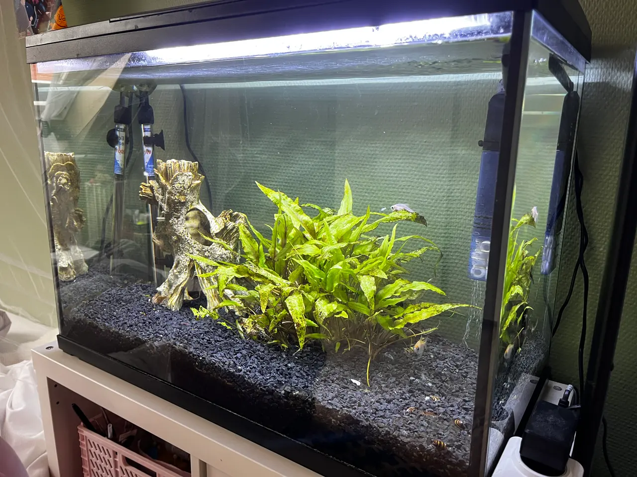 Billede 2 - Akvarium med LED-lys, pumpe, planter, fisk, rejer 