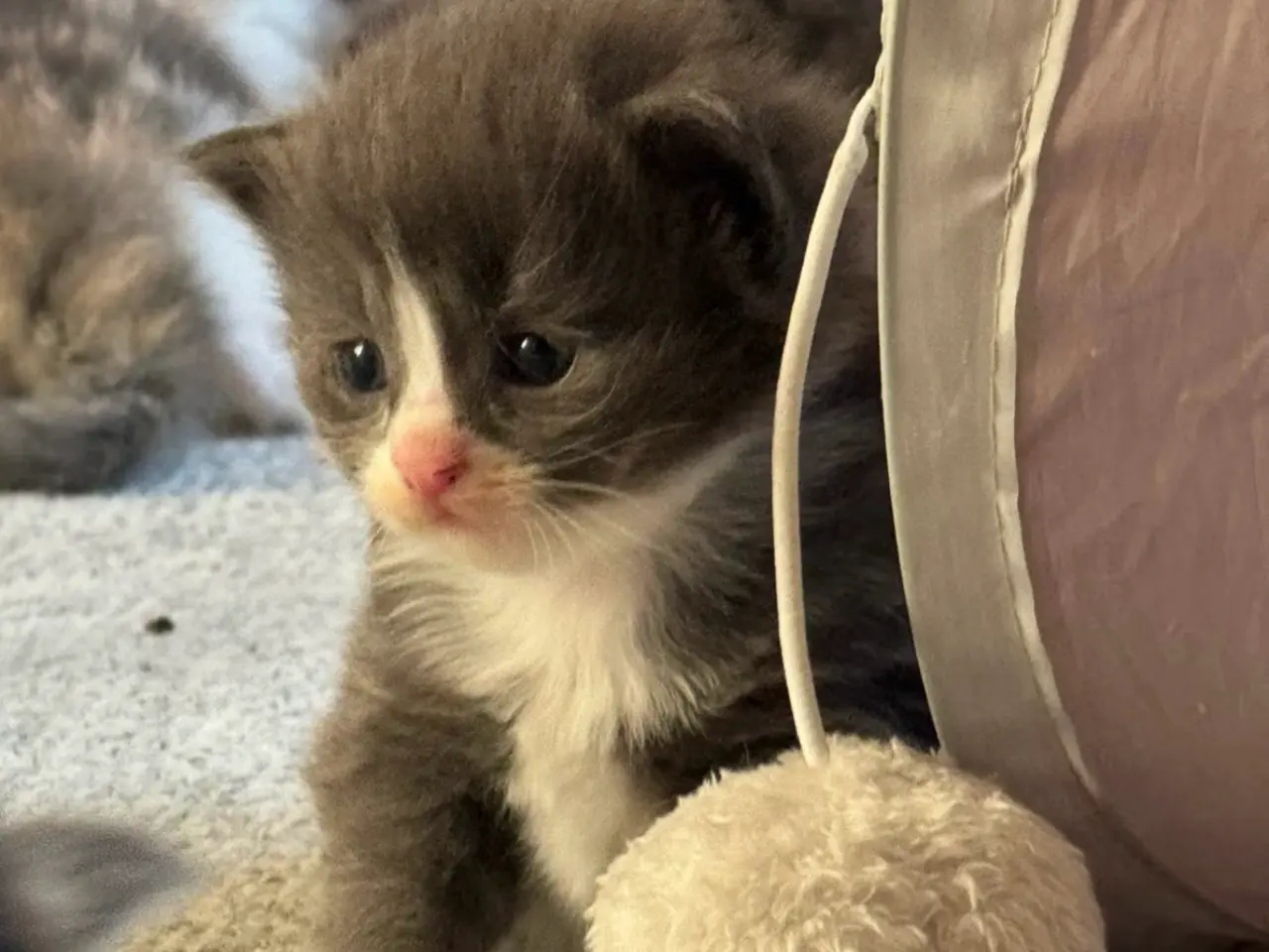 Billede 8 - 💙Sød Maine Coon/Ragdoll hankilling💙