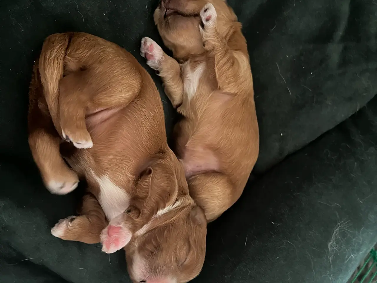 Billede 2 - Cavapoo / havapoo