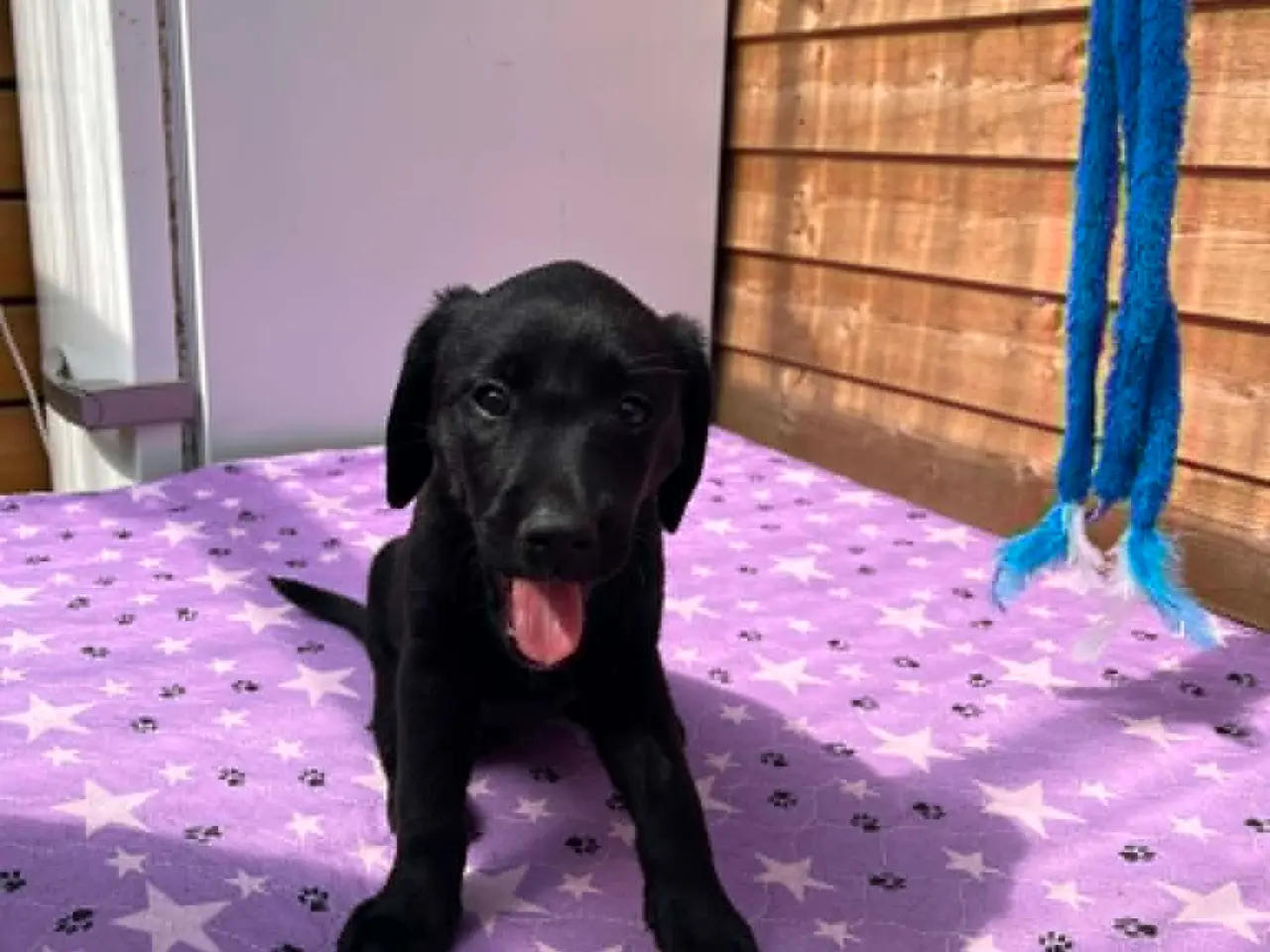 Billede 8 - ❤️ Smuk sort Formel 1 Labrador tæve
