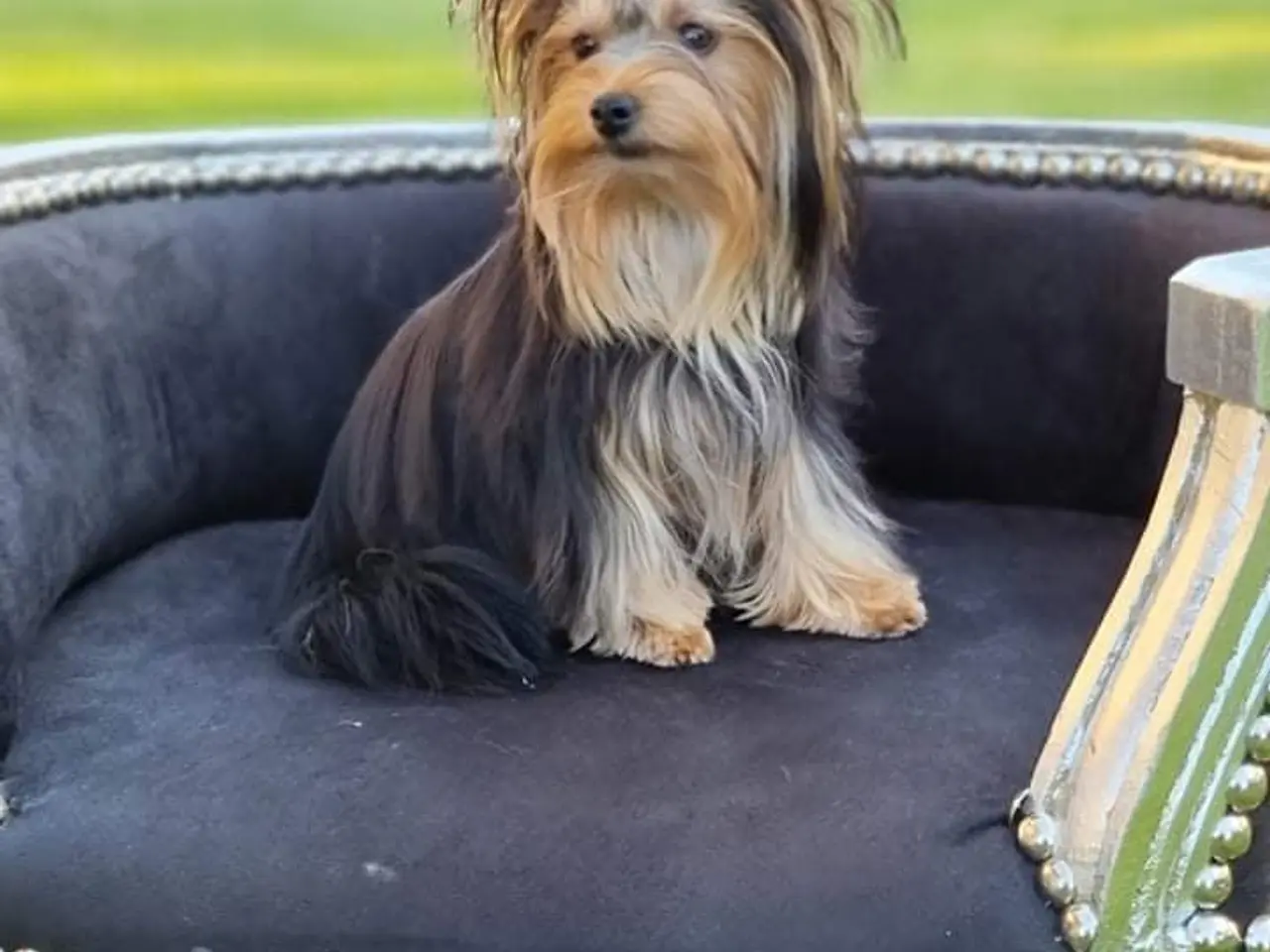 Billede 1 - Yorkshire Terrier Hvalpe